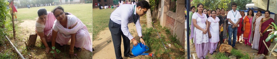 Taru Mahotsav